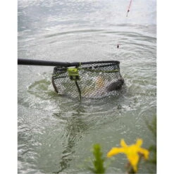Fox Matrix Carp Scoop XL Net 60 X 50 Cm 24 Fox Matrix Carp Scoop XL Net 60 X 50 Cm -Professionelles Angelausrüstungsgeschäft Fox20Matrix20Carp20Scoop20XL20Net206020x2050cm20GLN08520281329