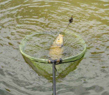 Korum Power Folding Spoon 34" 85cm 100cm Tief Faltbarer Kescherkopf 6 Korum Power Folding Spoon 34" 85cm 100cm Tief Faltbarer Kescherkopf – Bild 6